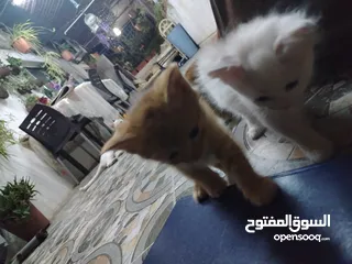  3 قطط للتبني