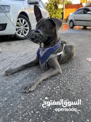  16 كلب ملينو عمر 5شهور للبدل عل كلب  بوبي