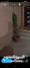  12 10لبن فله للبيع اقساط المطوب دفعه اوله 500 الف سعودي واسلمه اللبيت جاهز بعفشه بكل اوراقه سليمه