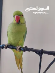  17 ببغاء درارة هندي ذكر اسمو كوكو عمر سنتين مطوق اليف جدا ما بعض نهائي لعوب بحب الاطفال