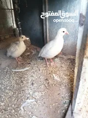  3 شنار ابيض للبيع