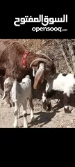  3 عنزين حليب نخب معهن 4