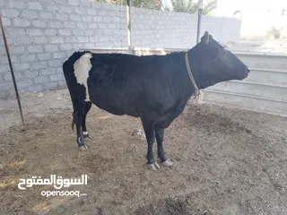  1 بقره ظفاريه بكر