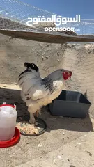  1 جاجتين براهمه وديك براهمه وصوص بلدي