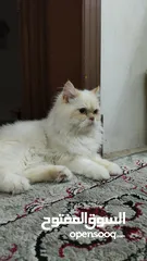  5 قط للتبني قط بريشن أبيض فرصة رائعة لتبني قط بريشن أبيض جميل ونظيف عمره أكثر من ستة شهور.