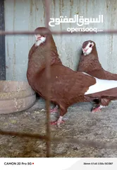  4 للبيع جواز منتجة