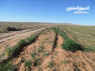  23 أرض فلاحية للبيع بحاسي بحبح  ولاية الجلفة