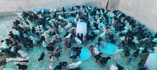 6 موجود صيصان بلدي بكميات