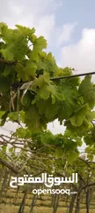  1 ارض حلوة ومعمرة .طلة بتجنن