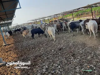  7 شركه مواشي عمان