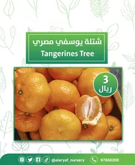  19 شتلات وأشجار البرتقال والحمضيات من مشتل الأرياف  أسعار منافسة نارنگی /  میندر کا درخت orange tree