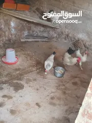  2 بيض دجاج ساسكس للبيع