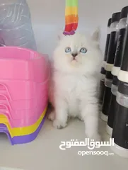 10 قطط  هملاية و شرازي  مستوى علي