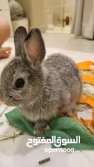  3 ارنب نوع قزم نيذرلاند  Netherland Dwarf rabbit for sale - يباع الارنبين معا