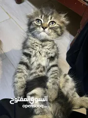  5 قطط سكوتش فولد مكس للبيع عدد 2 ذكر 1 انثى