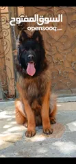  3 متاح جيرمن شيبرد  BLAK FASE مستوي عالي جداجدا عمر 10شهور عباره عن دب حجم ضخم جدا عضم عريض  (السعر مش