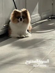  1 كلب نوع بومارينيان مدرب و لم يتجوز الى الان و كان كلب شخصي الي طلبتو من برا