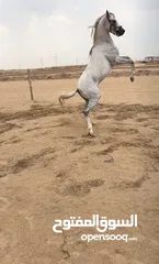  1 للبيع حصان عربي مع اوراقه