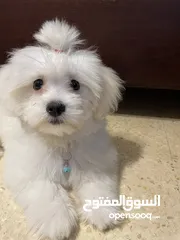  4 فرينش تيرير صغير عمره 4 شهور