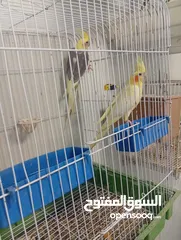  5 زوجين كوكتيل ماكنات انتاج تبارك الله صحه ونظافه وجمال مع اقفاصهم واكواخهم وتحتهم بيض
