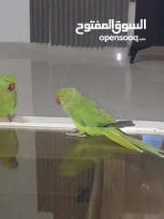  5 ببغاء درارة  هندي كوكو عمر سنة وريكو عمر سنة ونص اليف ولعوب ومدرب وصحتو جيدة جدا ومرح بلعب بالبيت .