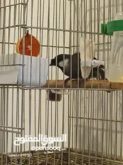  3 للبيع بلبل تايلندي
