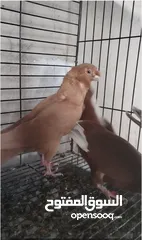  2 جوز كشكي اصفر طيره عجمية فحل هومر جوز مسكي