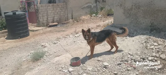  3 كلبه انثى جيرمن