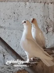  17 حمام نخب النخب  ثلاث جواز