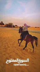  5 Arab horse