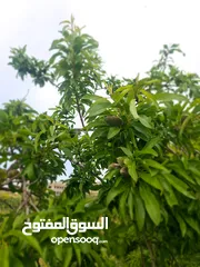  4 ارض للبيع من المالك مباشره