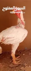  4 صيصان الماني