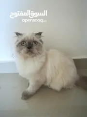  1 قطة سكوتش فولد للبيع