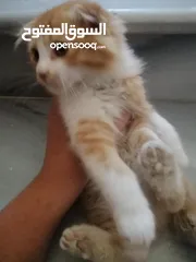  6 قط للبيع مع اغراضه