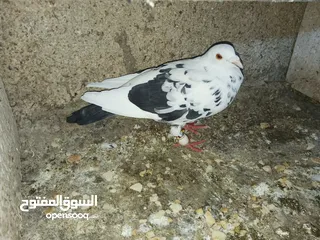  11 حمام للبيع