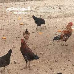  4 ديوك للبيع