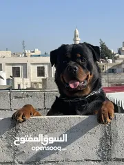  5 Rottweiler 4sale روت وايلر للبيع
