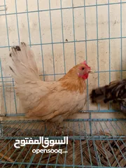  2 دجاج حبحاب كويتي 