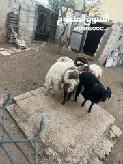  4 خرفان بلديه اضحيه او عقيقه للبيع بسعر مغري