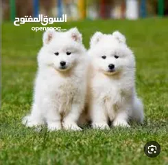  1 مطلوب جرو سامويد بسعر حرق