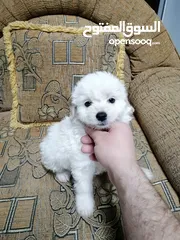  1 انثى فرنش تيرير عمر شهرين   puppy 2-months female - French Terrier