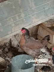 3 دجاجتين عرب صحه خير من الله مال بيت  
