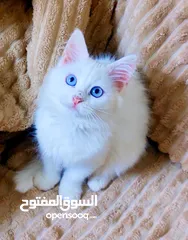  1 قطة شهرين  انثى  مكس شيرازي