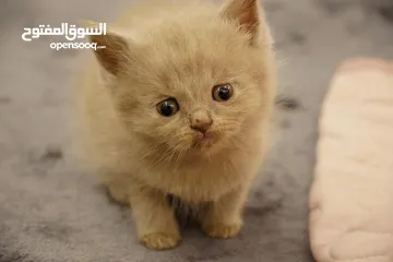  3 سكوتش فولد ليلك - scottish fold lailac