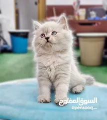  12 همالايا اقرا الوصف