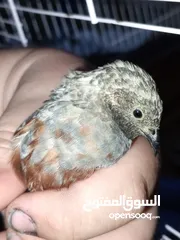  4 2ذكر سمان صيني (Button Quail) بحالة ممتاز، من طفرات نادرة وجميلة.