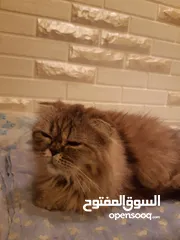  6 قطه سكوتش مطعم بهملايا يعمر 7 اشهر