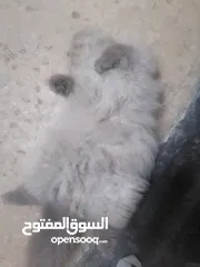  3 قط للتبني.