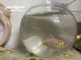  1 سمك للتبديل من سلحفاه برمائيه