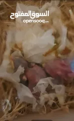  1 متوفر   فرخين  طيور  مينا   زق  يدوي
